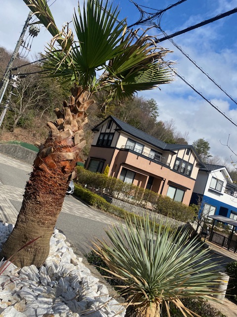 広島　ドライガーデンヤシの木